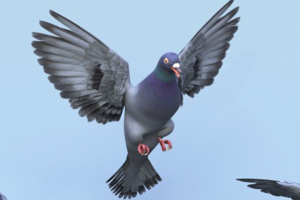 Fully Rigged Pigeon