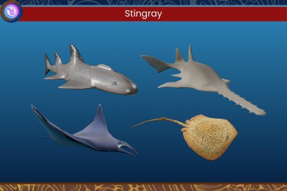 Nusantara Stingray