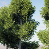 HDRP Tree Bundle 1