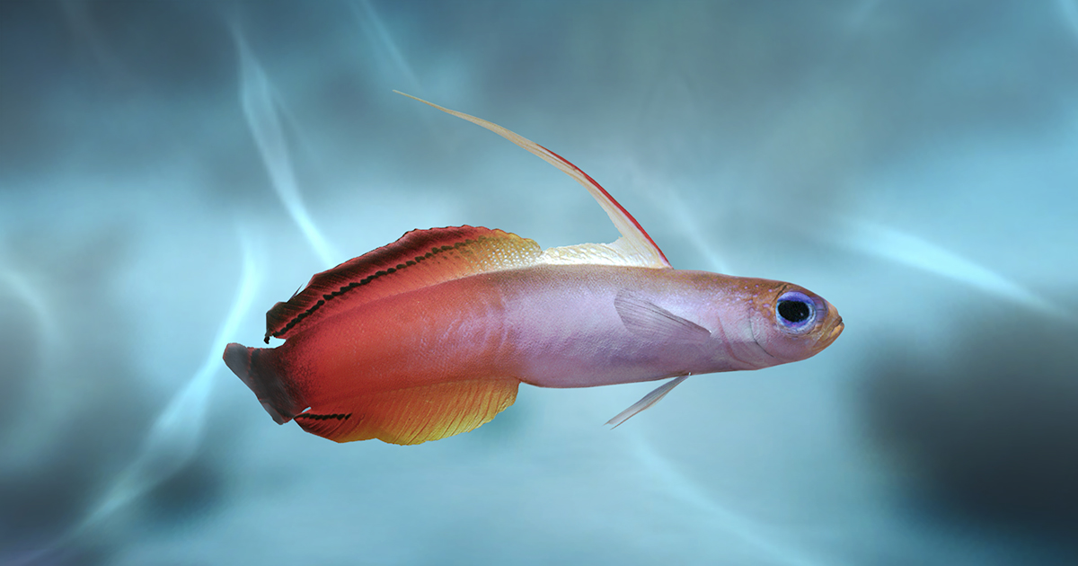 Firefish Goby | Characters | Unity Asset Store
