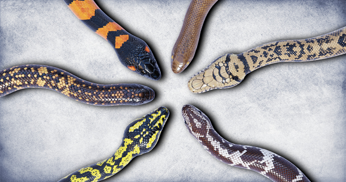 Animated Pythons Volume 4 | Characters | Unity Asset Store