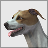 Dog -- Greyhound