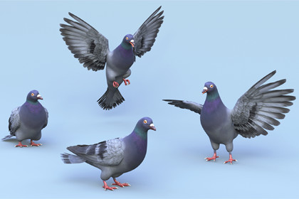 Fully Rigged Pigeon