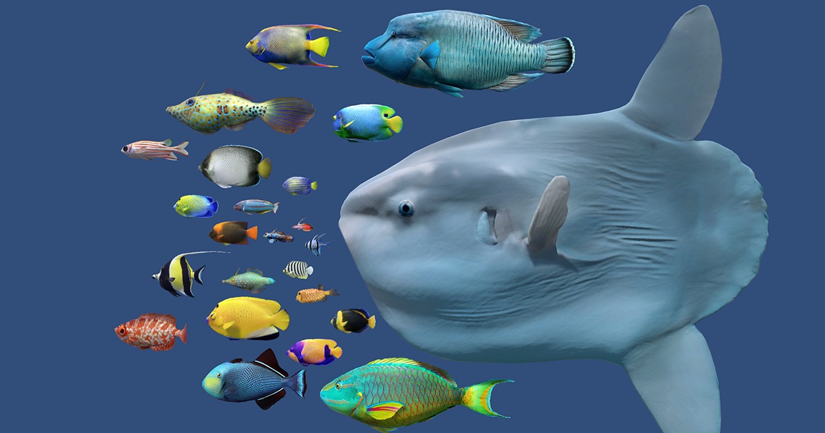Global Reef Fish Pack | Characters | Unity Asset Store