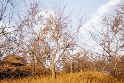 Mobile Winter Tree Pack 1