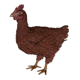 Chicken (Hen)