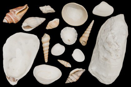 SeaShells Pack Vol 2