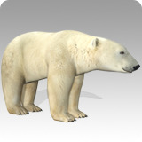 Polar Bear Animated