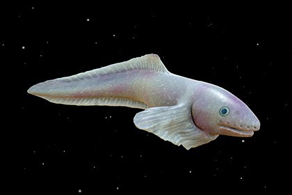 Snailfish