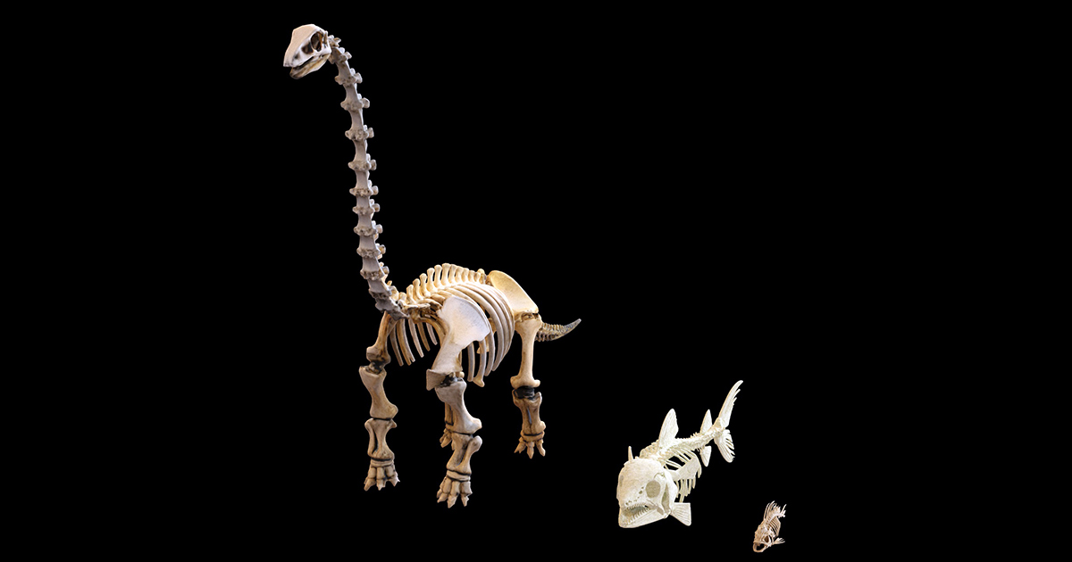 Skeletons Mini Set 3 Detailed Bone Creatures Collection - Free lowpoly ...