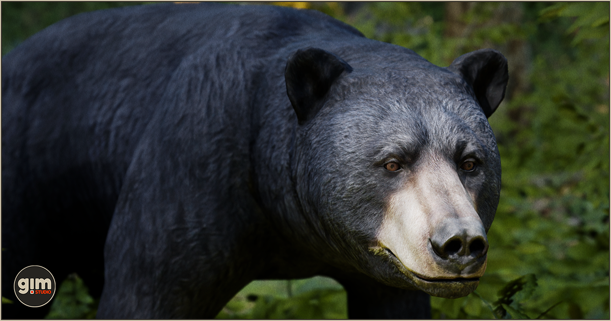Animalia - Black Bear (male) | 3D Animals | Unity Asset Store