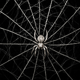 Flammable spider web