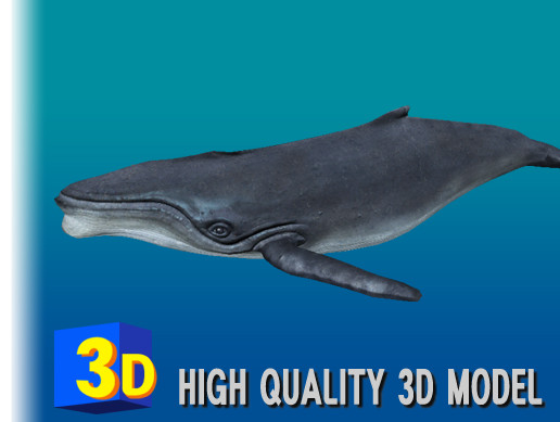 Unity Whale 3D Low Poly HUMPBACK WHALE | 캐릭터 | Unity Asset Store