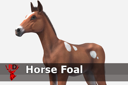Horse - Foal