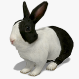 Rabbit Animated