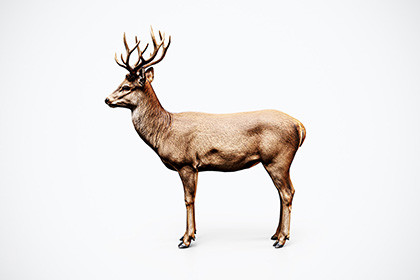 Deer – Game-Ready 3D Model
