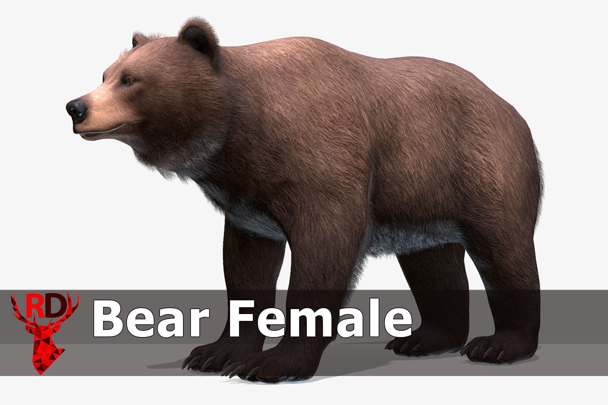 Bear - Female