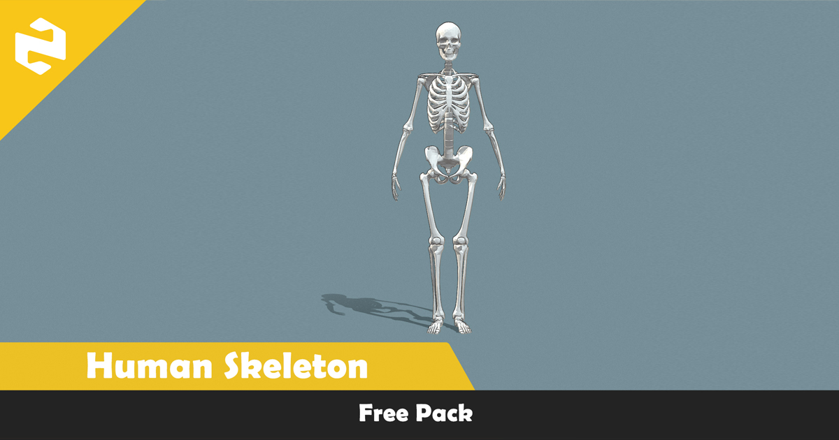 Free Pack - Human Skeleton | 3D 道具 | Unity Asset Store