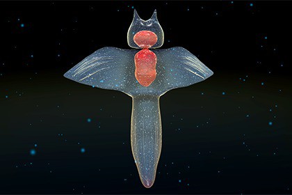 Clione