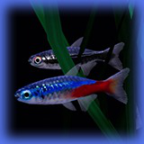 Fish School AI - Tropical Aquarium Set