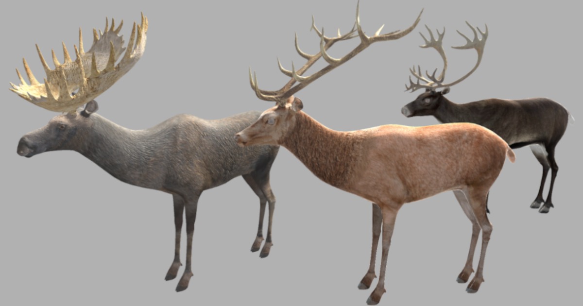 Deer, Caribou and Moose | Characters | Unity Asset Store