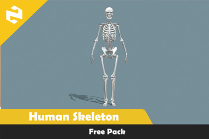 Free Pack - Human Skeleton