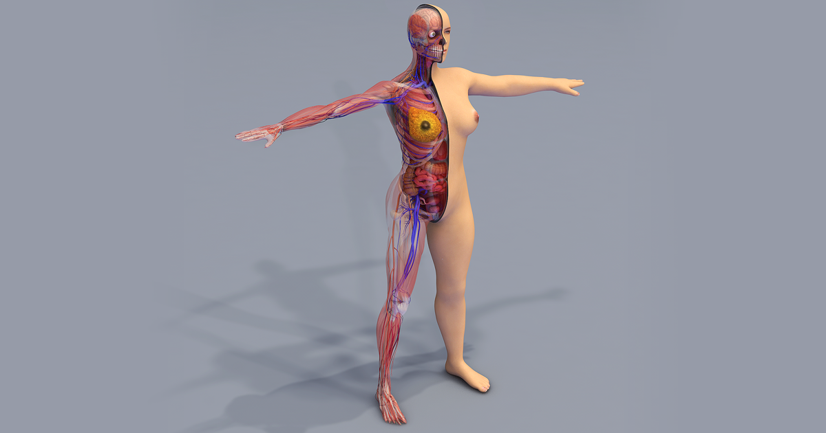 Unity Anotmoy Female Human Body Anatomy Systems | 3D 캐릭터 | Unity Asset Store