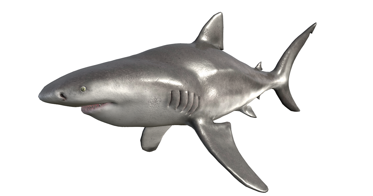 Bull Shark | Characters | Unity Asset Store