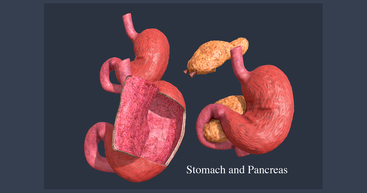 Dissection: stomach and pancreas (animation) | 3D Characters | Unity ...