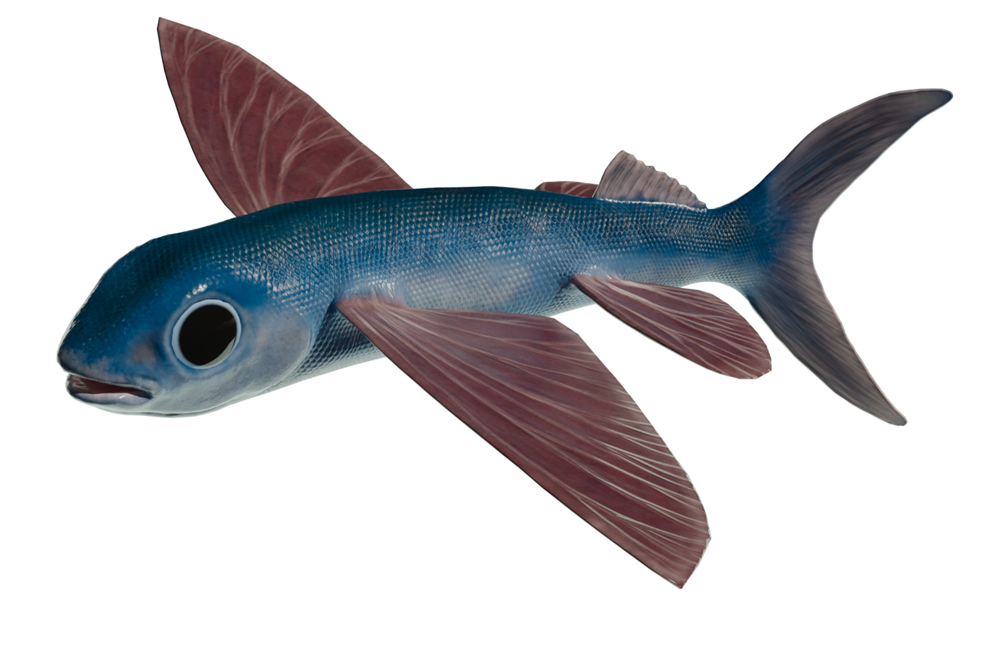 viral-video-it-s-a-bird-it-s-a-plane-it-s-the-flying-fish-look