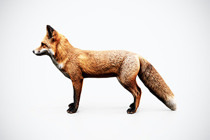 Red Fox – Game-Ready 3D Animal Model