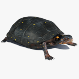 Spotted-turtle