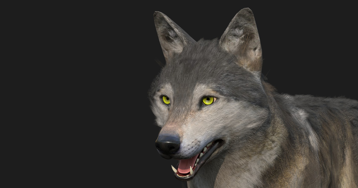 Wolf - animated animal | 3D Animals | Unity Asset Store