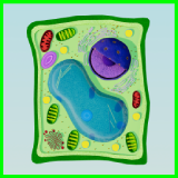 Eukaryotic Plant Cell - Cross Section