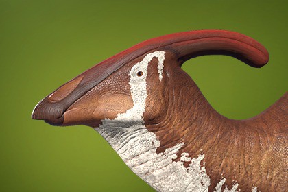 Parasaurolophus (walkeri, cyrtocristatus) dinosaur