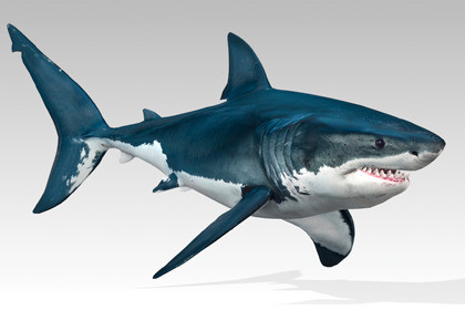 Great White Shark Animated