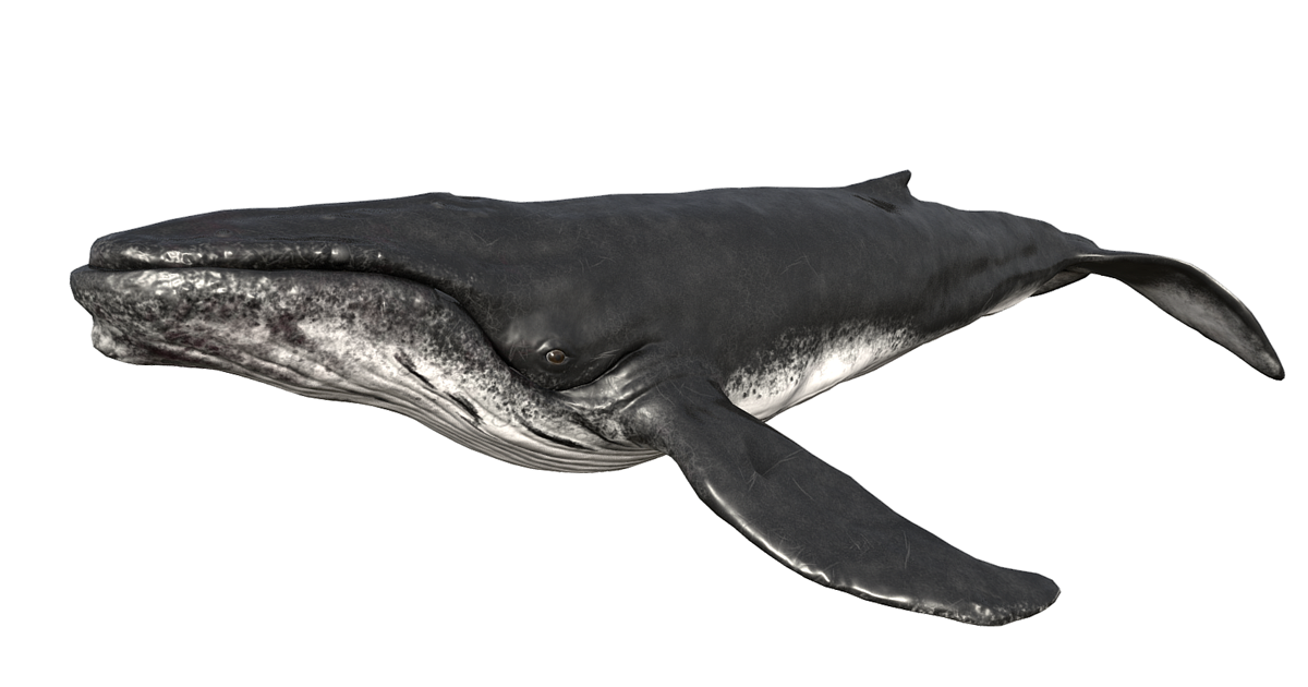 Unity Whale Humpback Whale Animated | 캐릭터 | Unity Asset Store