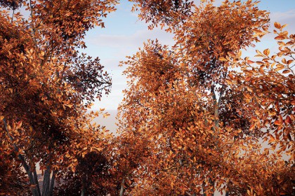 Realistic Tree Pack 5 (for HDRP)