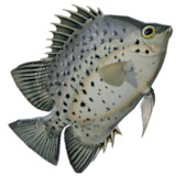 Animated Fish (Chaetodon)