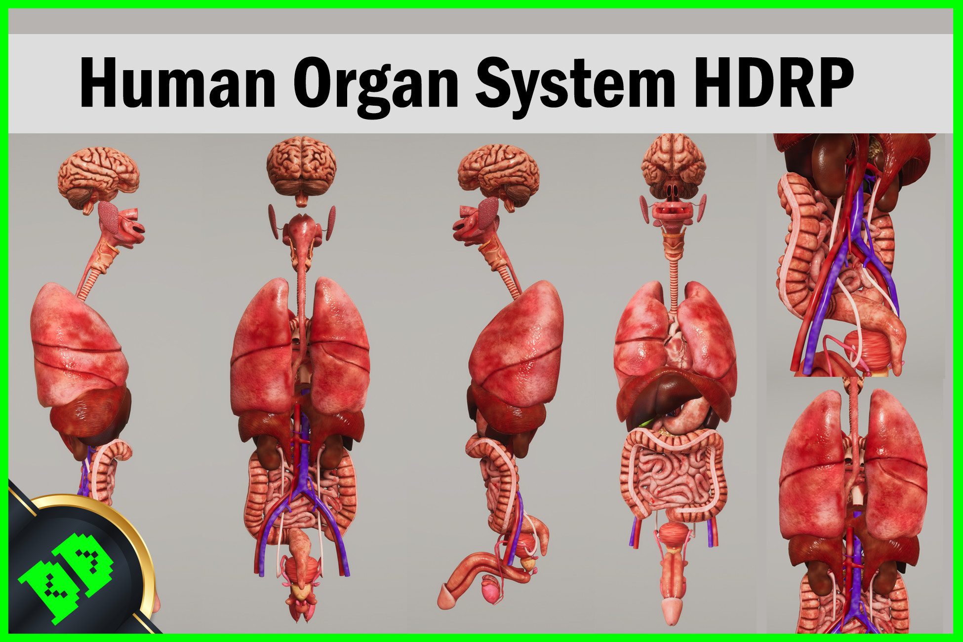 Human Organ System HDRP | Characters | Unity Asset Store