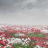 PolyArt Series - Grass & Flowers