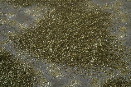 Moss Texture & Material Vol. 01