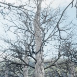 Mobile Tree Bundle 8 (for URP)