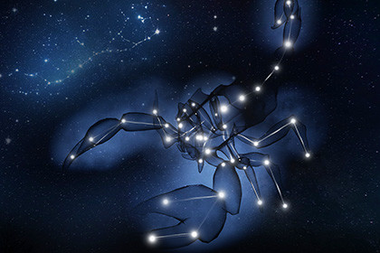 Star scorpion