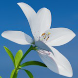 Animated blooming lily