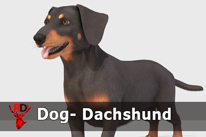 Dog -- Dachshund