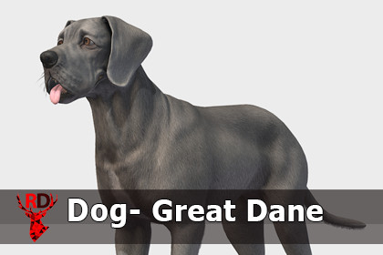Dog - Great Dane