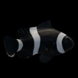 Clownfish Black Ocellaris