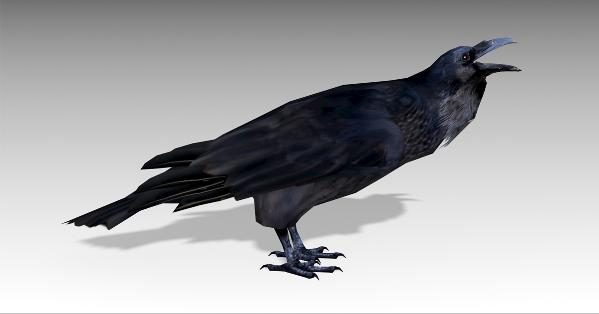 Raven Small Animation Raven Animated | Characters | Unity Asset Store