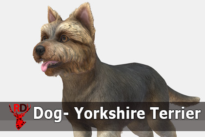 Dog - Yorkshire Terrier